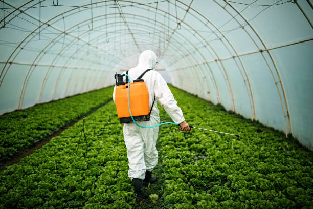 Best Local Pest Control Services  in Sunland Park, NM