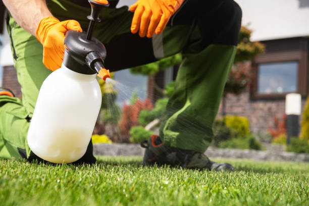 Best Termite Control Services  in Sunland Park, NM