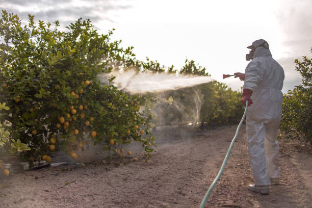 Trusted Sunland Park, NM Pest Control Experts