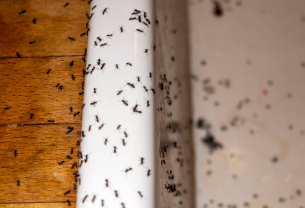 Best Exterminator Services  in Sunland Park, NM