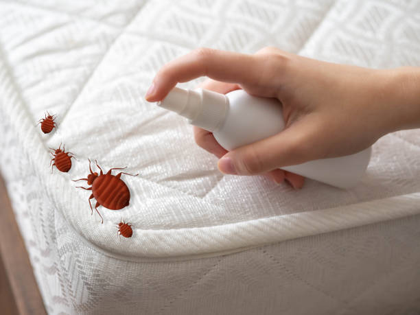 Best Bed Bug Extermination  in Sunland Park, NM