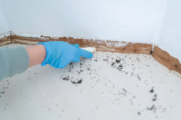 Best Best Pest Control Companies  in Sunland Park, NM