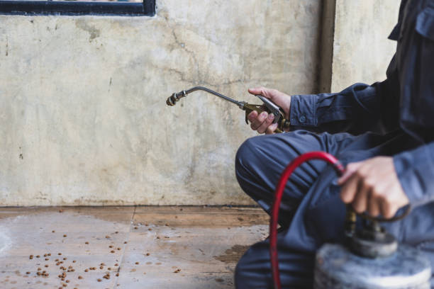 Best Flea Control Services  in Sunland Park, NM